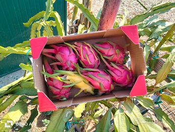 Pitaya