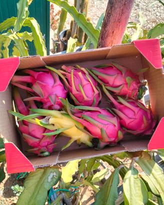 Pitaya