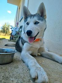 Cucciola siberian husky