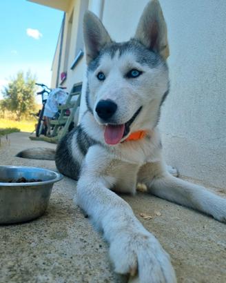 Cucciola siberian husky