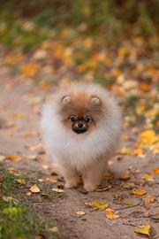 Spitz Pomerania femmina