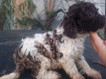 Lagotto romagnolo