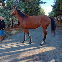 Cavallo super bello