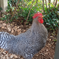 Gallo
