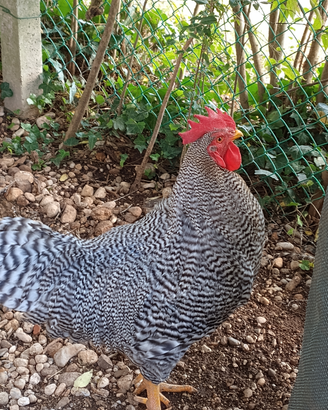 Gallo