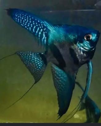 Vendita scalari Pinoy, Bulgarian, Paraiba, Belem