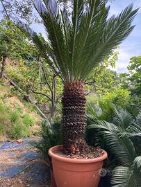 Splendide Cycas adulte