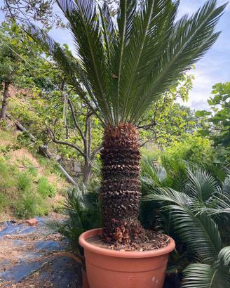 Splendide Cycas adulte