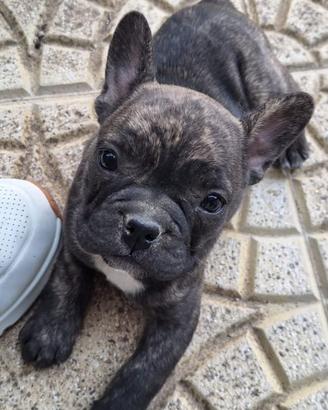 Buldog Francese