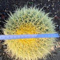 Echinocactus grusoni  (cuscino della suocera)