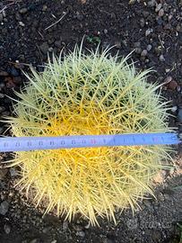 Echinocactus grusoni  (cuscino della suocera)