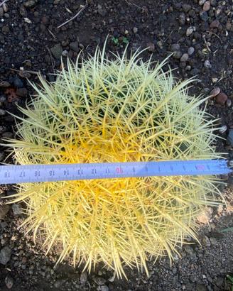 Echinocactus grusoni  (cuscino della suocera)