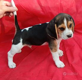 Beagle cuccioli