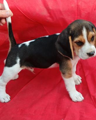 Beagle cuccioli
