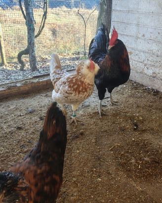 Galline