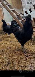 Coppia di Cemani