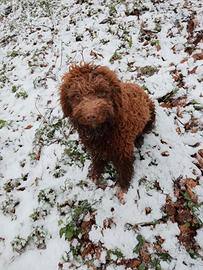 Lagotto romagnolo