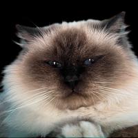 Gatta adulta con pedigree