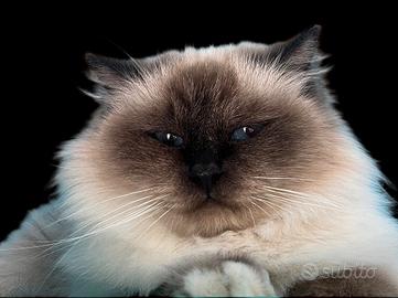 Gatta adulta con pedigree