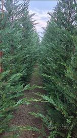 leylandii