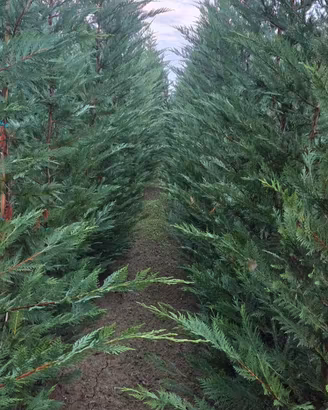 leylandii