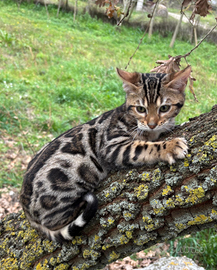 Cuccioli gatto bengala