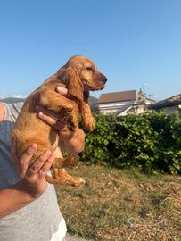 Cocker spaniel