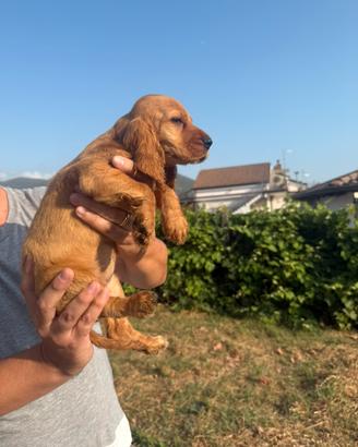 Cocker spaniel