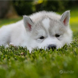 Siberian husky cuccioli