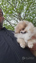 Spitz pomerania
