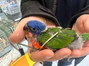 Pulli Lori arcobaleno