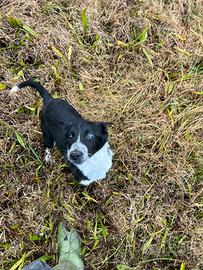 Cucciola border collie smooth