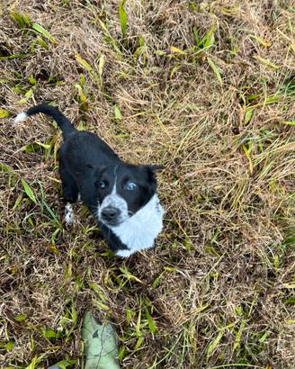 Cucciola border collie smooth