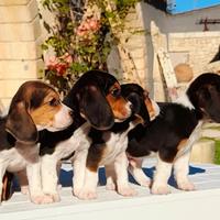 Cuccioli alta genealogia di beagle elisabeth nani