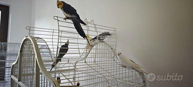 Calopsite allevate a mano riproduttive