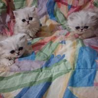 Splendida cucciolata di gatti persiani