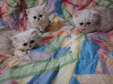 Splendida cucciolata di gatti persiani