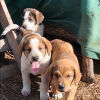 Cuccioli in adozione