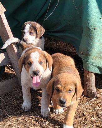 Cuccioli in adozione