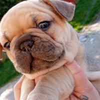 Unica femminuccia di bulldog francese