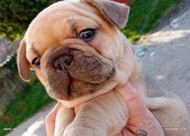 Unica femminuccia di bulldog francese