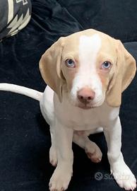 Cucciole Labrador Husky