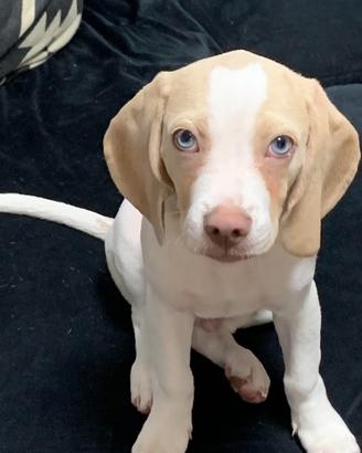 Cucciole Labrador Husky