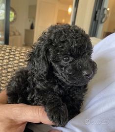BARBONCINO PUPPY BLACK - BARBONCINI NANI- pag rate