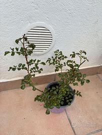 Rosa al momento non fiorita