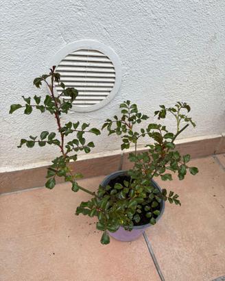 Rosa al momento non fiorita