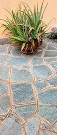 Pianta aloe vera bellissiima giardino casa etc..  