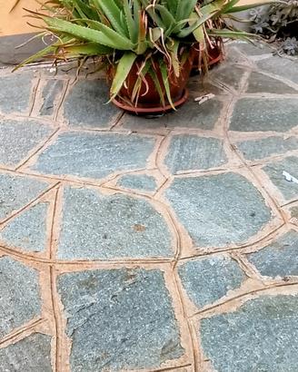 Pianta aloe vera bellissiima giardino casa etc..  