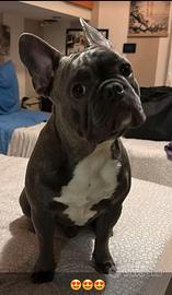 Peppino per monta