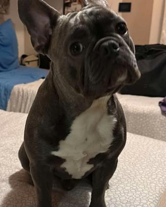Peppino per monta